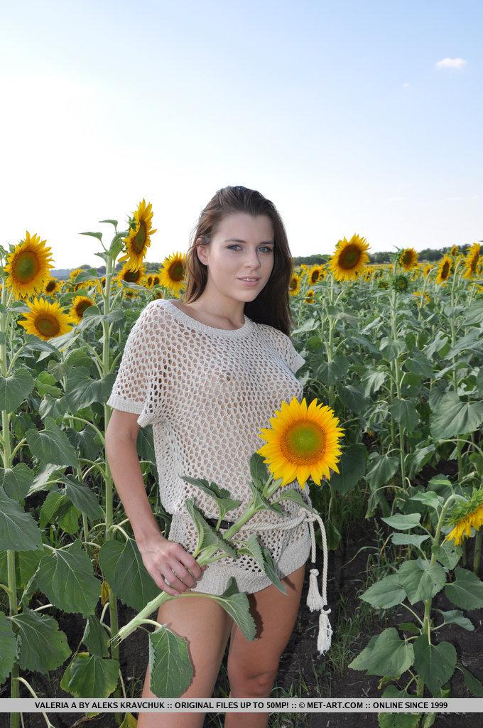 18-jährige valeria flaunts ihre jugendliche Schönheit und frische Vermögenswerte inmitten eines Sonnenblumenfeldes.
 #60126194